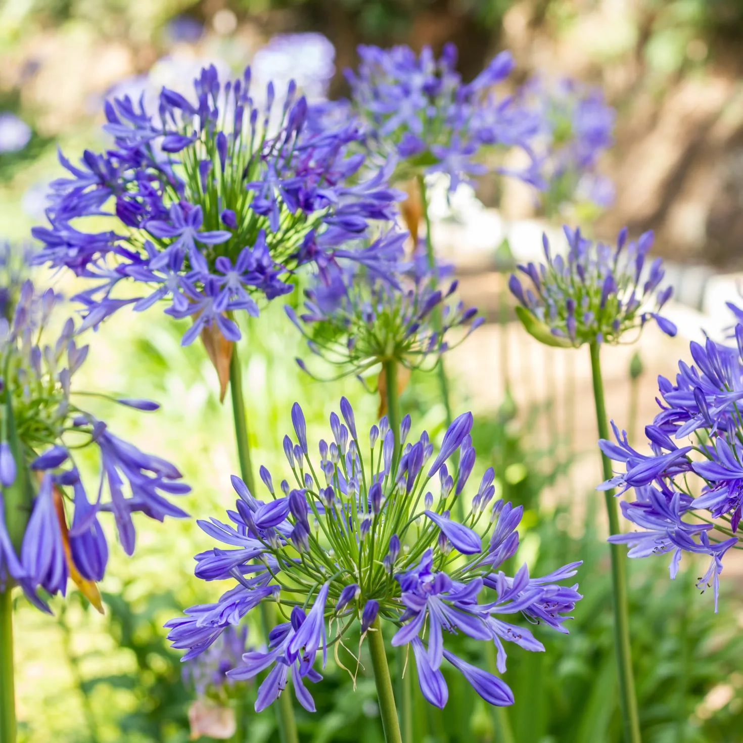 Blaue Schmucklilie (x3) - Blaue Blütenkugeln im Sommer
