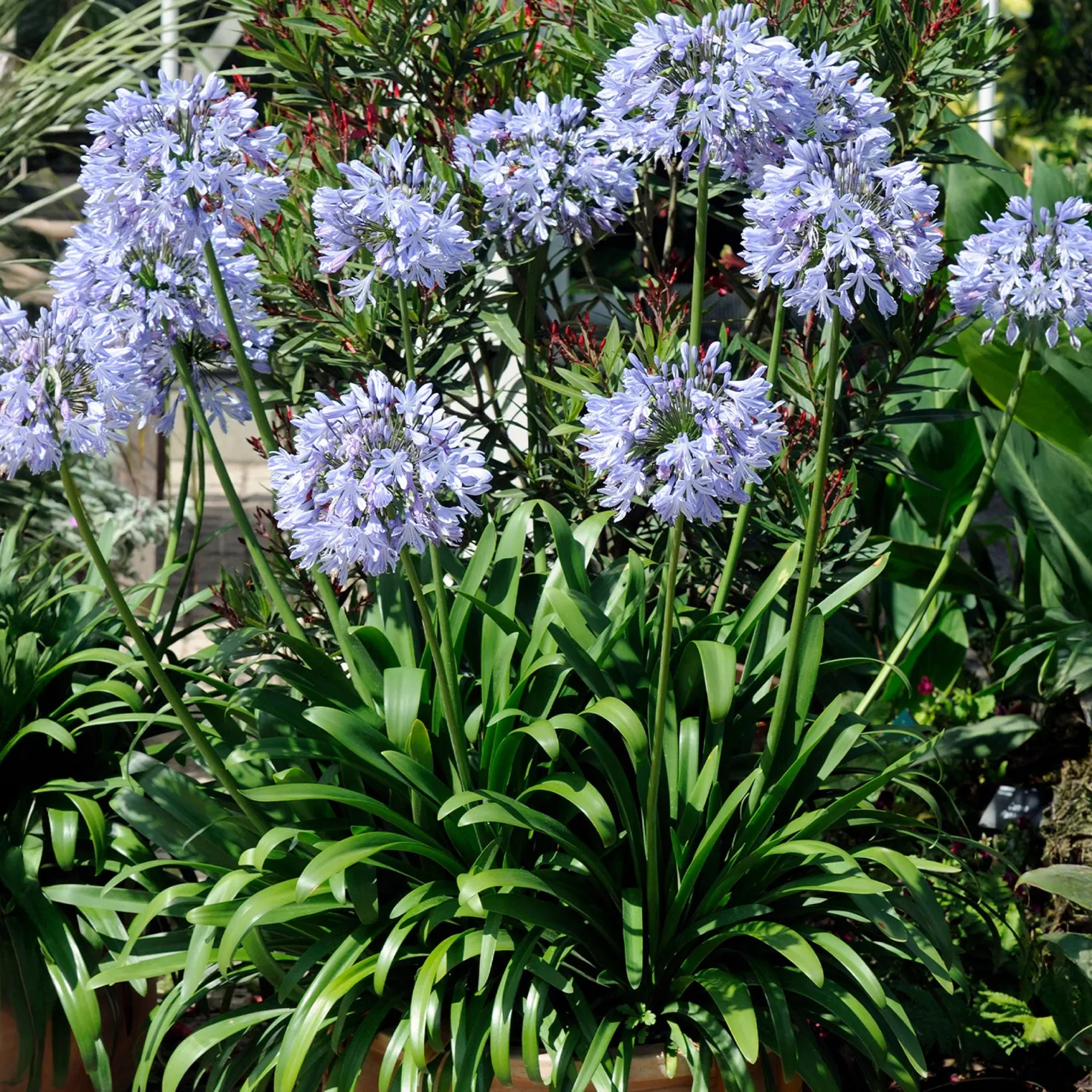 Blaue Schmucklilie (x3) - Blaue Blütenkugeln im Sommer