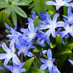 Blaue Schneeglöckchen (x10) - Blaue Blütenteppiche im März