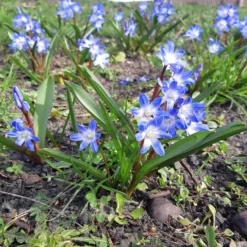 Blaue Schneeglöckchen (x10) - Blaue Blütenteppiche im März