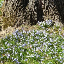 Blaue Schneeglöckchen (x10) - Blaue Blütenteppiche im März