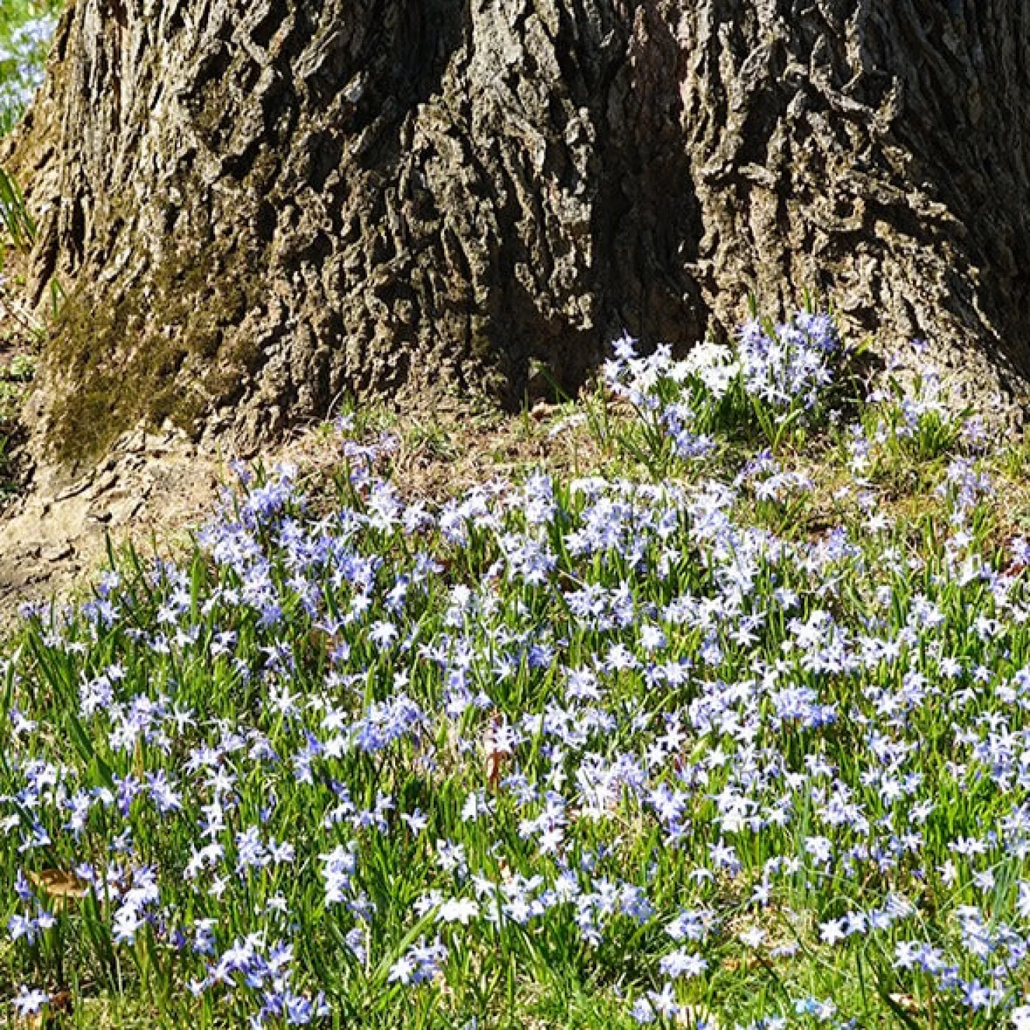 Blaue Schneeglöckchen (x10) - Blaue Blütenteppiche im März