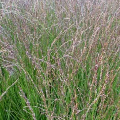 Blaues Pfeifengras Heidezwerg - Feiner Blickfang, null Aufwand