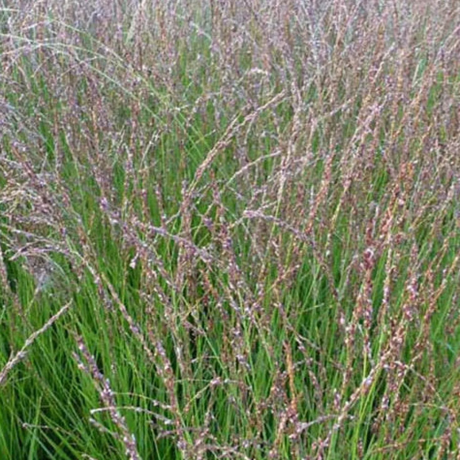 Blaues Pfeifengras Heidezwerg - Feiner Blickfang, null Aufwand