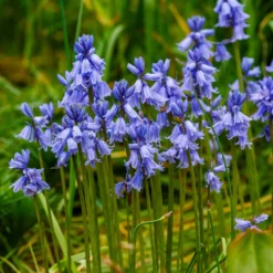 Blaues Spanisches Hasenglöckchen - Blauer Frühlingszauber