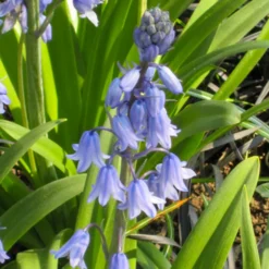 Blaues Spanisches Hasenglöckchen - Blauer Frühlingszauber