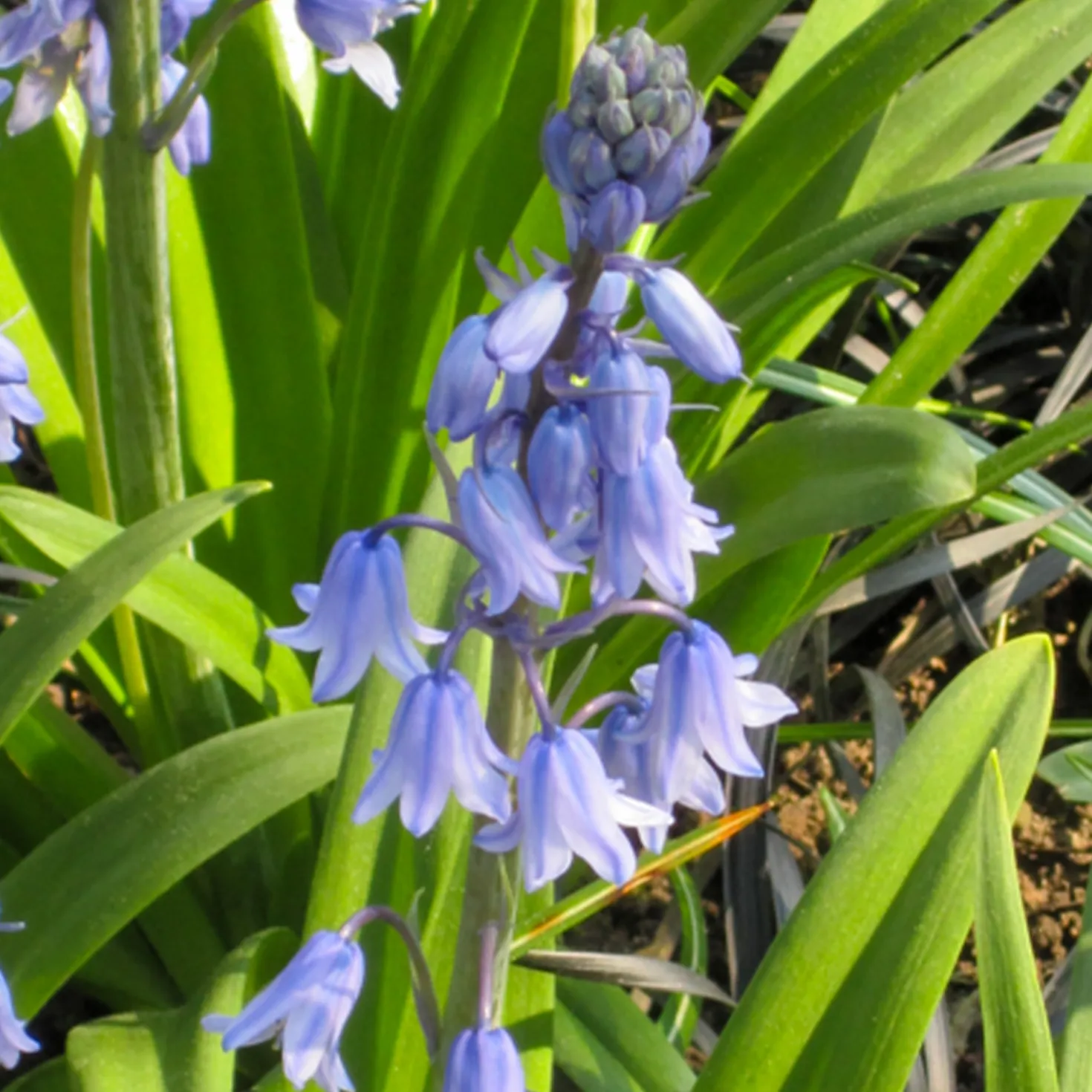 Blaues Spanisches Hasenglöckchen - Blauer Frühlingszauber
