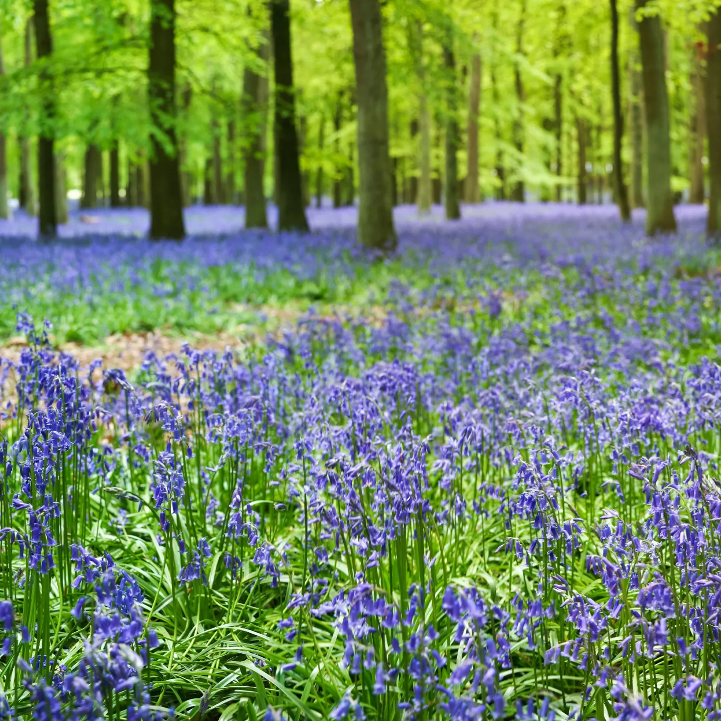 Blaues Spanisches Hasenglöckchen - Blauer Frühlingszauber