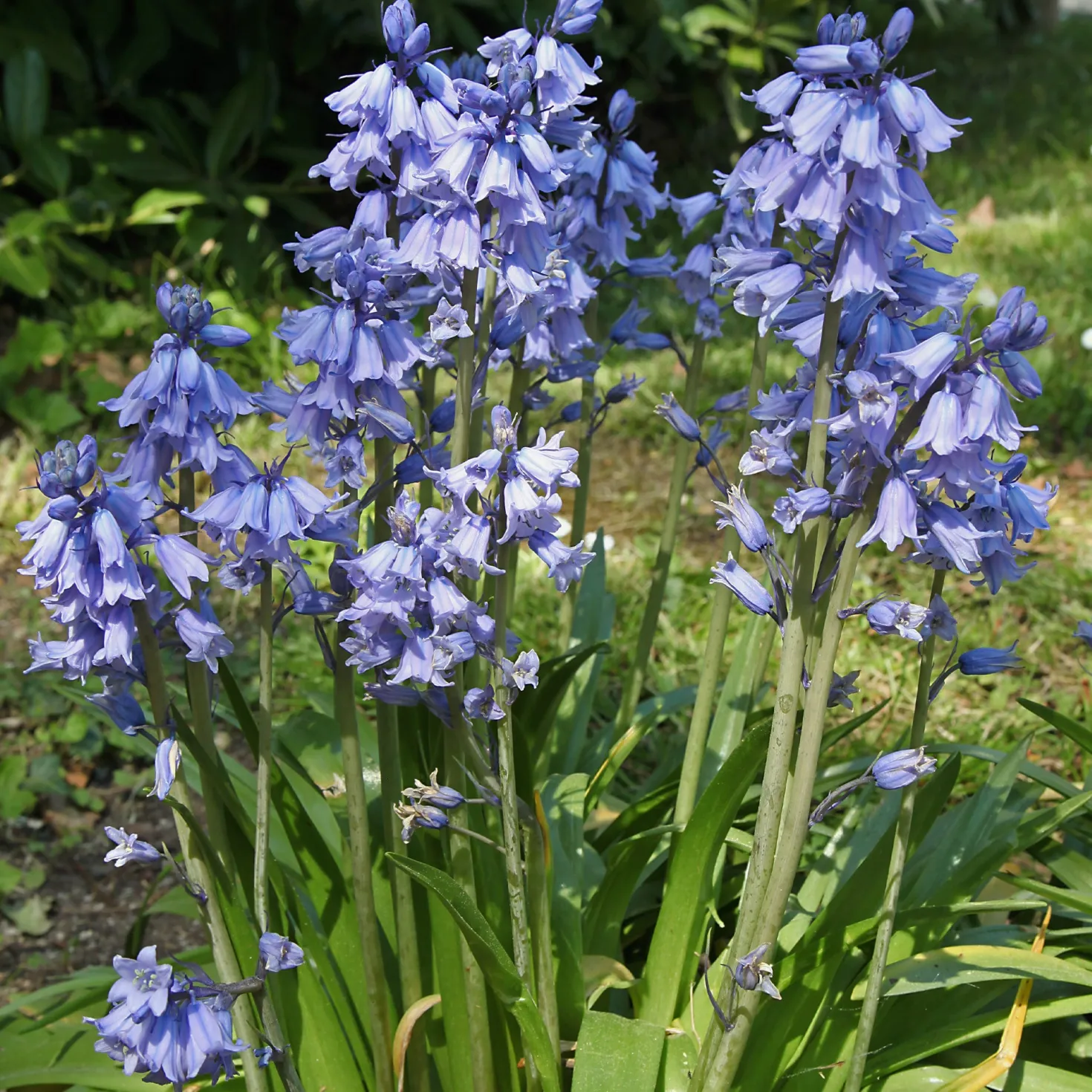 Blaues Spanisches Hasenglöckchen - Blauer Frühlingszauber