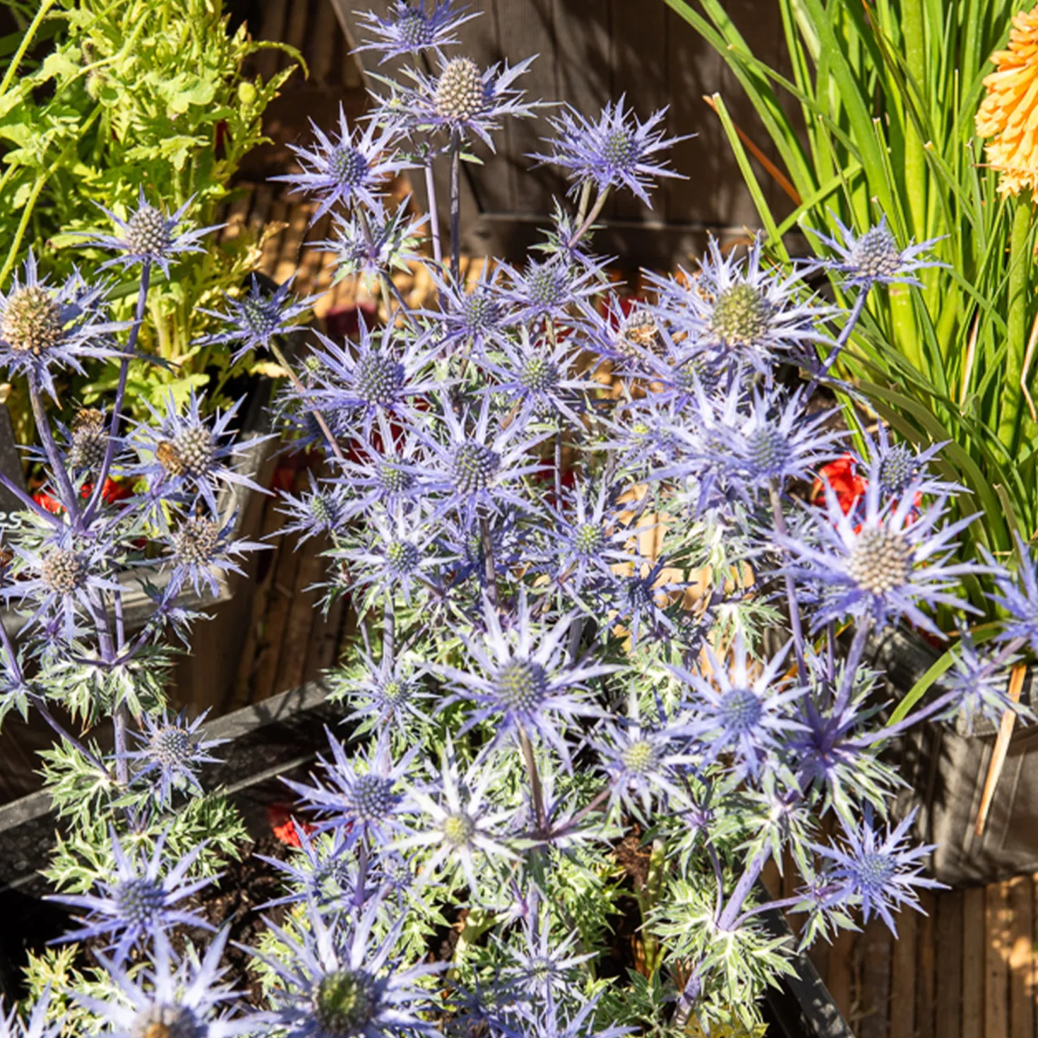 Blaue Stranddistel 'Lapis Blue' - Metallblau, das auffällt