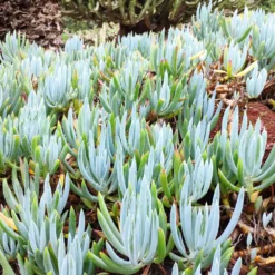 Blaue Strohhalme - Blaues Beet ohne Aufwand