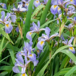 Blaue Sumpfschwertlilie - Blaue Blüten am Wasser