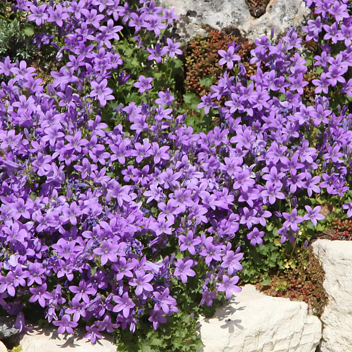 Blaue und weiße Stauden - Blau-weiß in Bestform