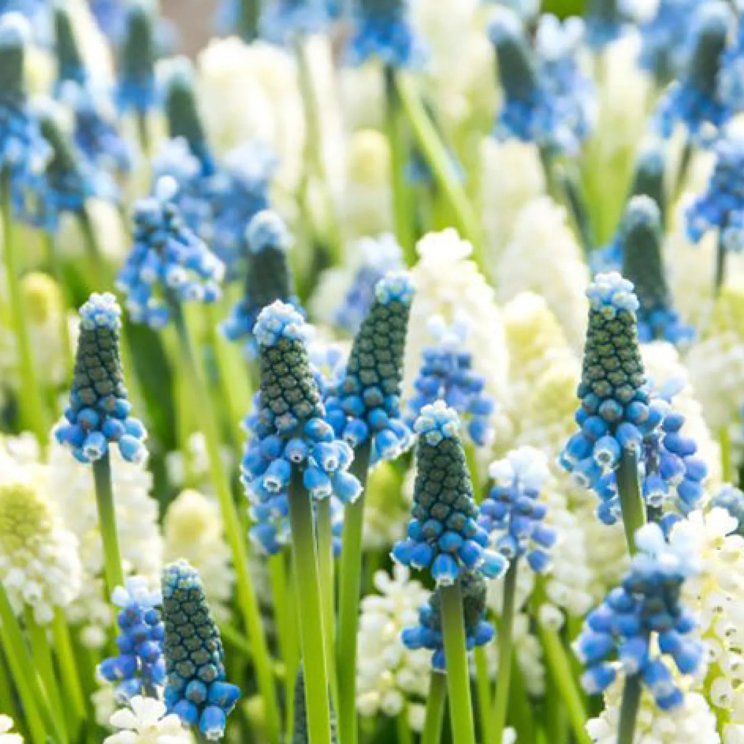 Blaue und weiße Traubenhyazinthen-Mischung (x35) - Blau-weißer Frühlingsteppich