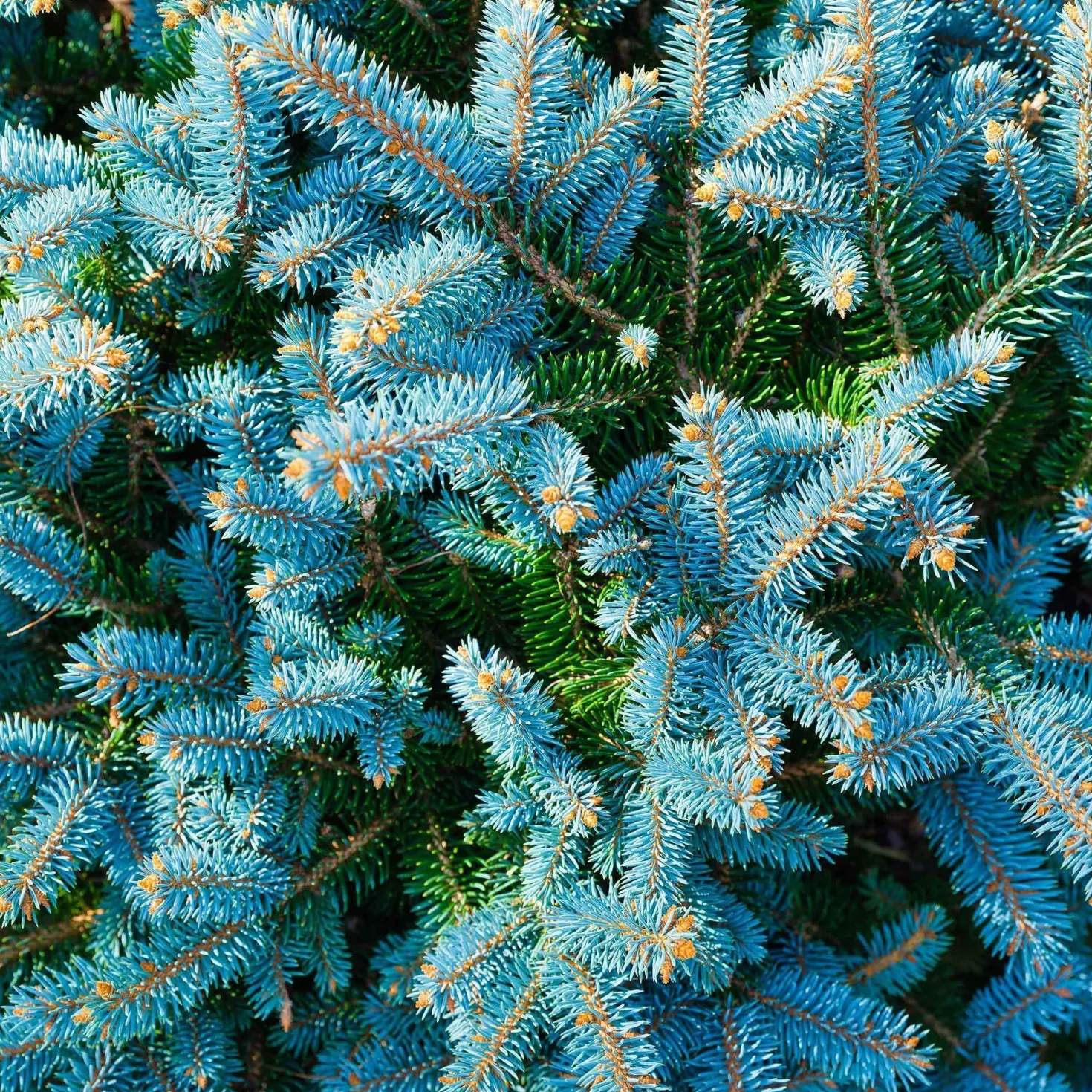 Blaufichte - Blau, edel, pflegeleicht