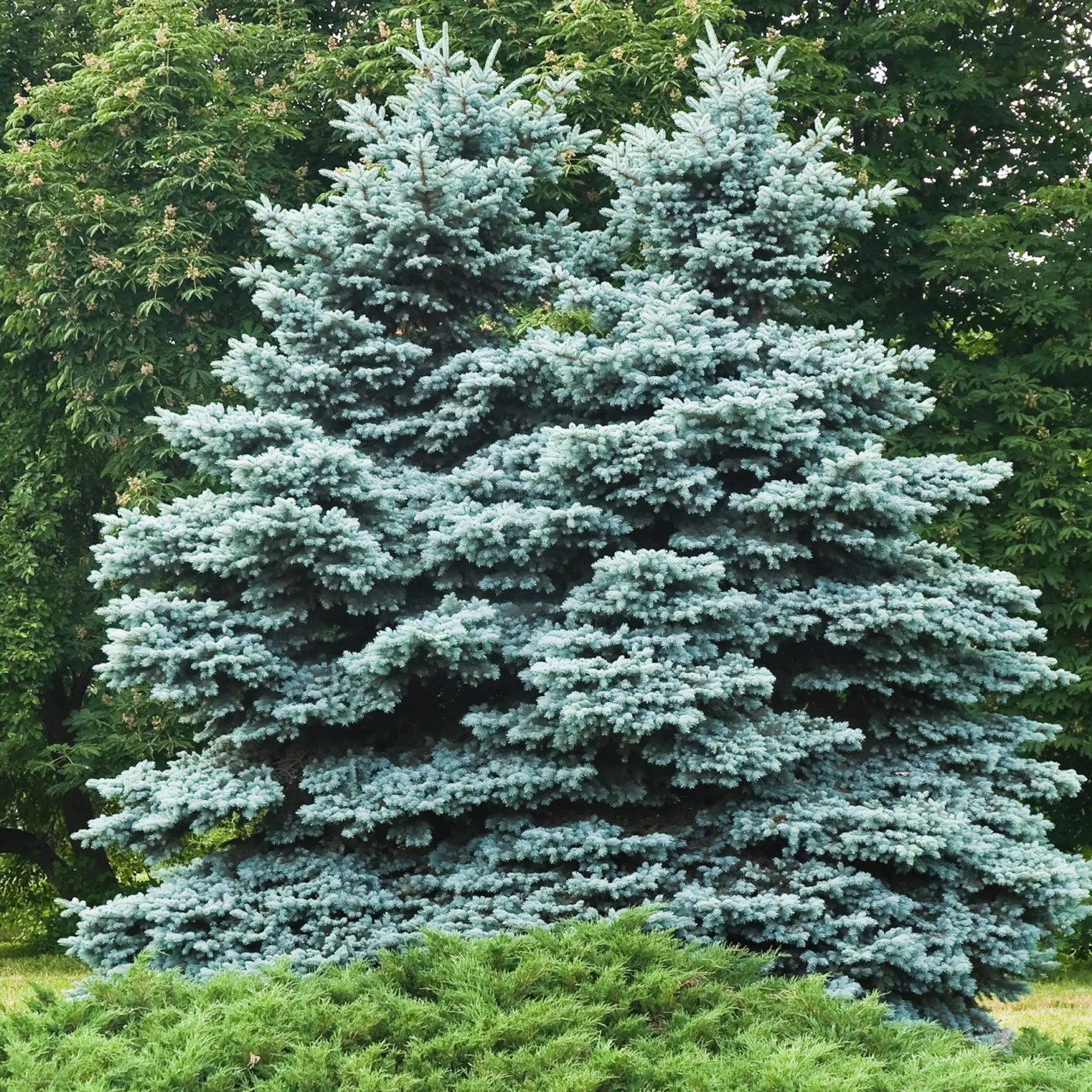 Blaufichte - Blau, edel, pflegeleicht