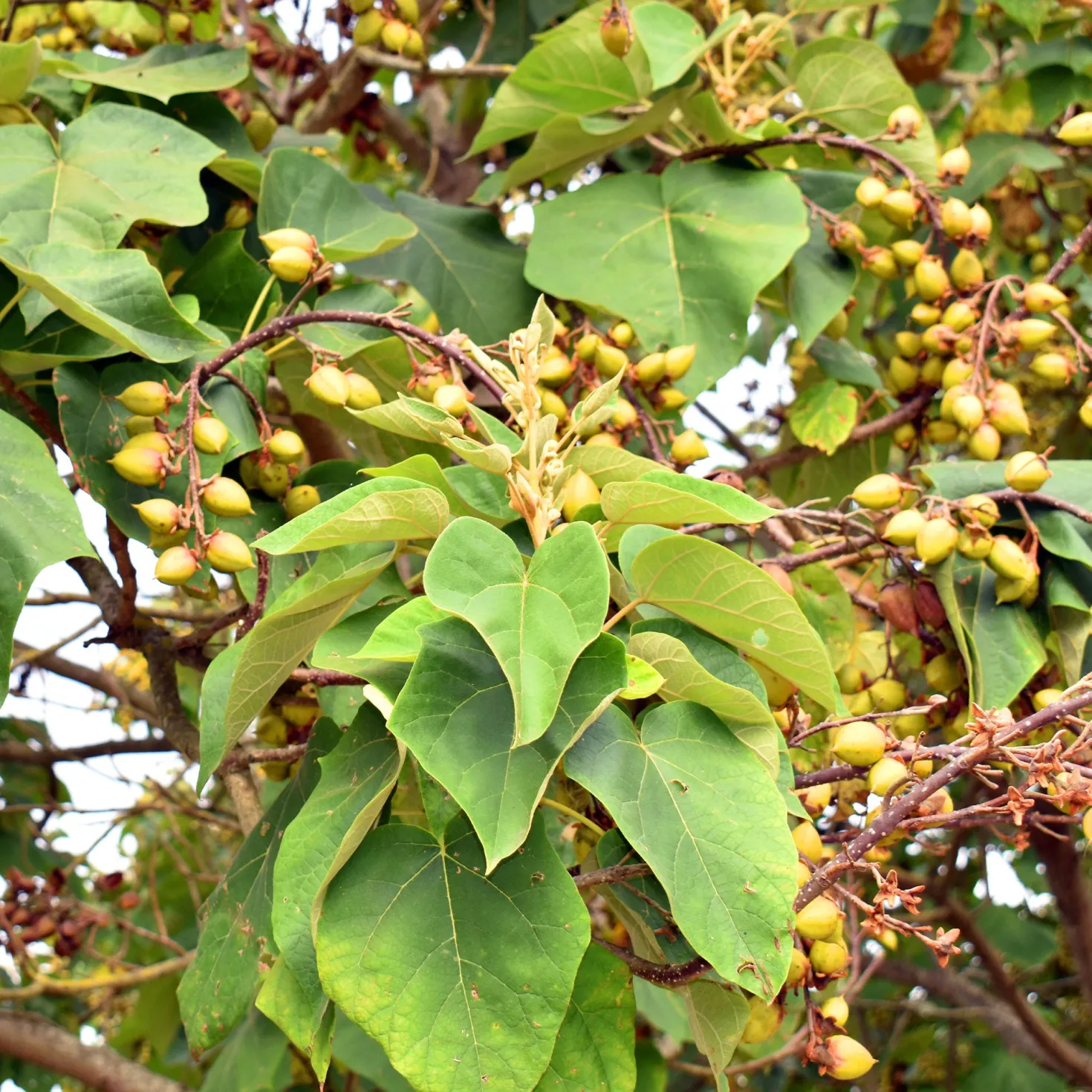 Blauglockenbaum - Schatten in Rekordzeit