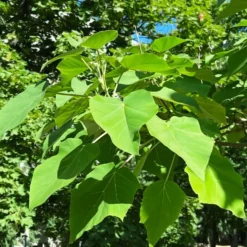 Blauglockenbaum - Schatten in Rekordzeit