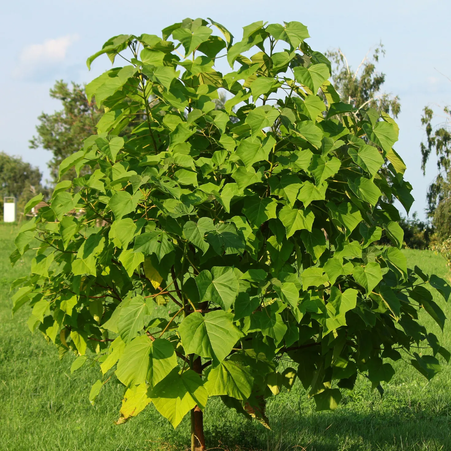 Blauglockenbaum - Schatten in Rekordzeit