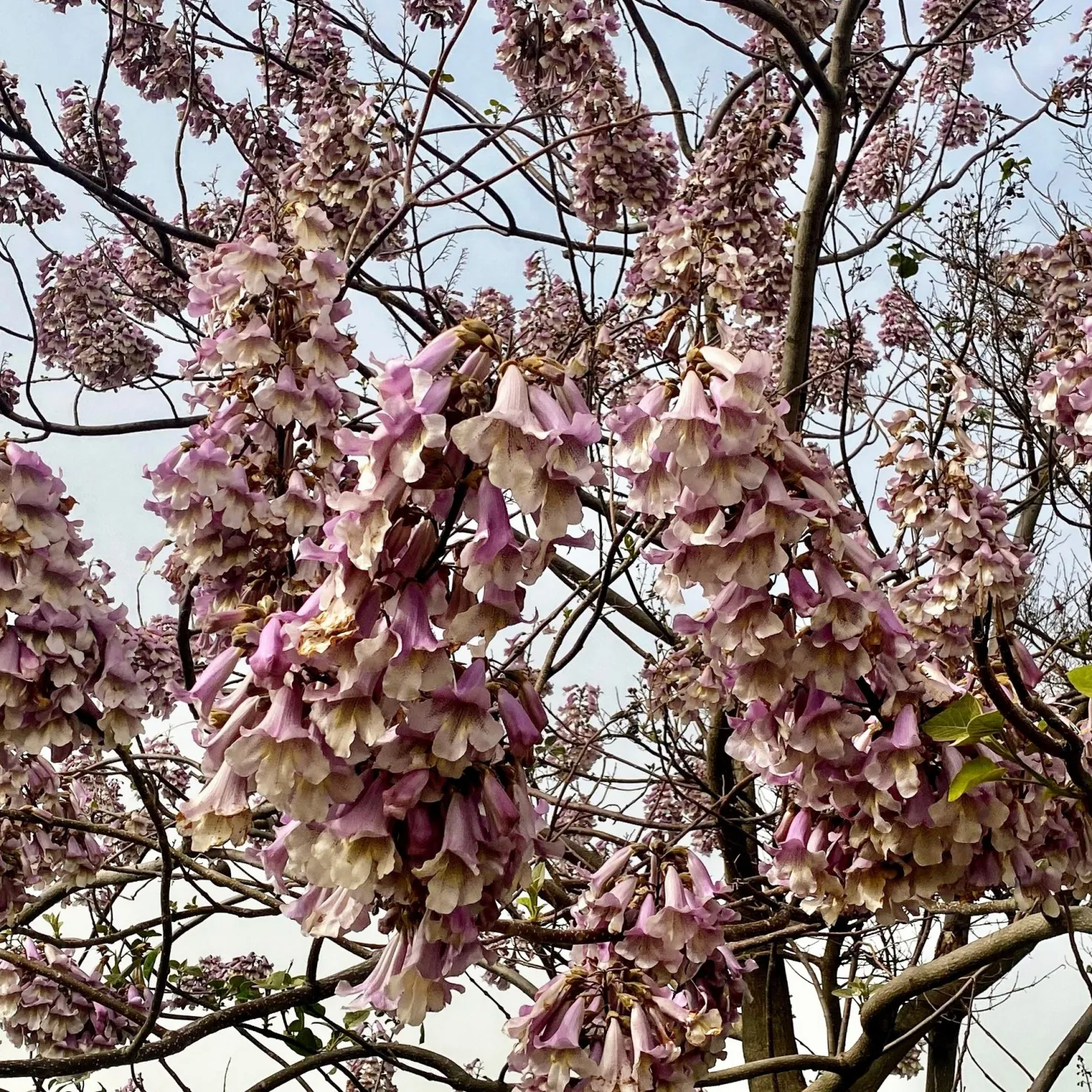 Blauglockenbaum - Schnell groß, voller Blüten