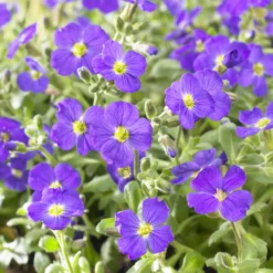 Blaukissen 'Cascade Blue' - Blauer Blütenteppich im Nu