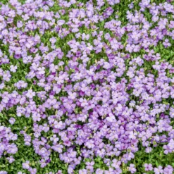 Blaukissen 'Cascade Blue' - Blauer Blütenteppich im Nu