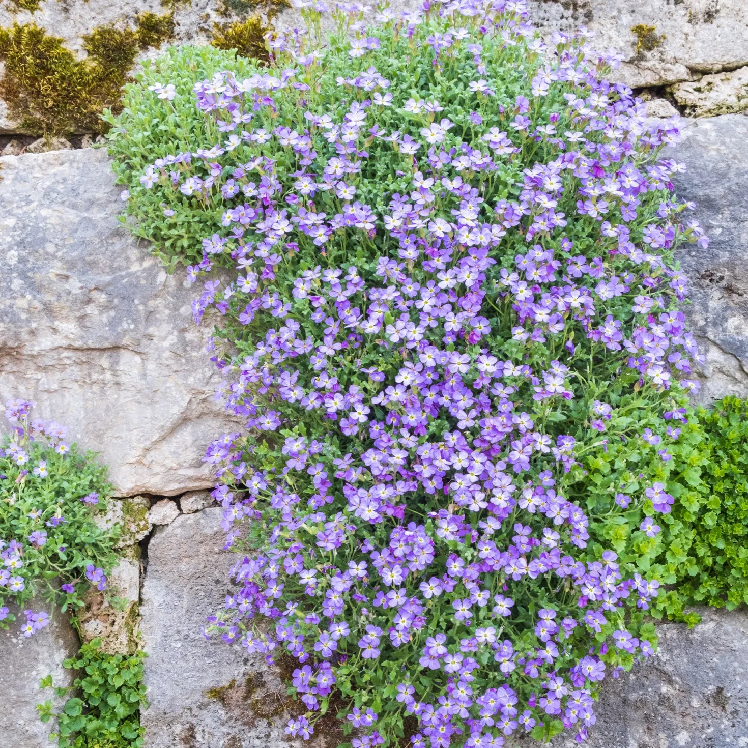 Blaukissen 'Cascade Blue' - Blauer Blütenteppich im Nu