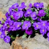Blaukissen ‘Cascade Purple’ - Ein lila Blütenteppich