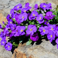 Blaukissen ‘Cascade Purple’ - Ein lila Blütenteppich
