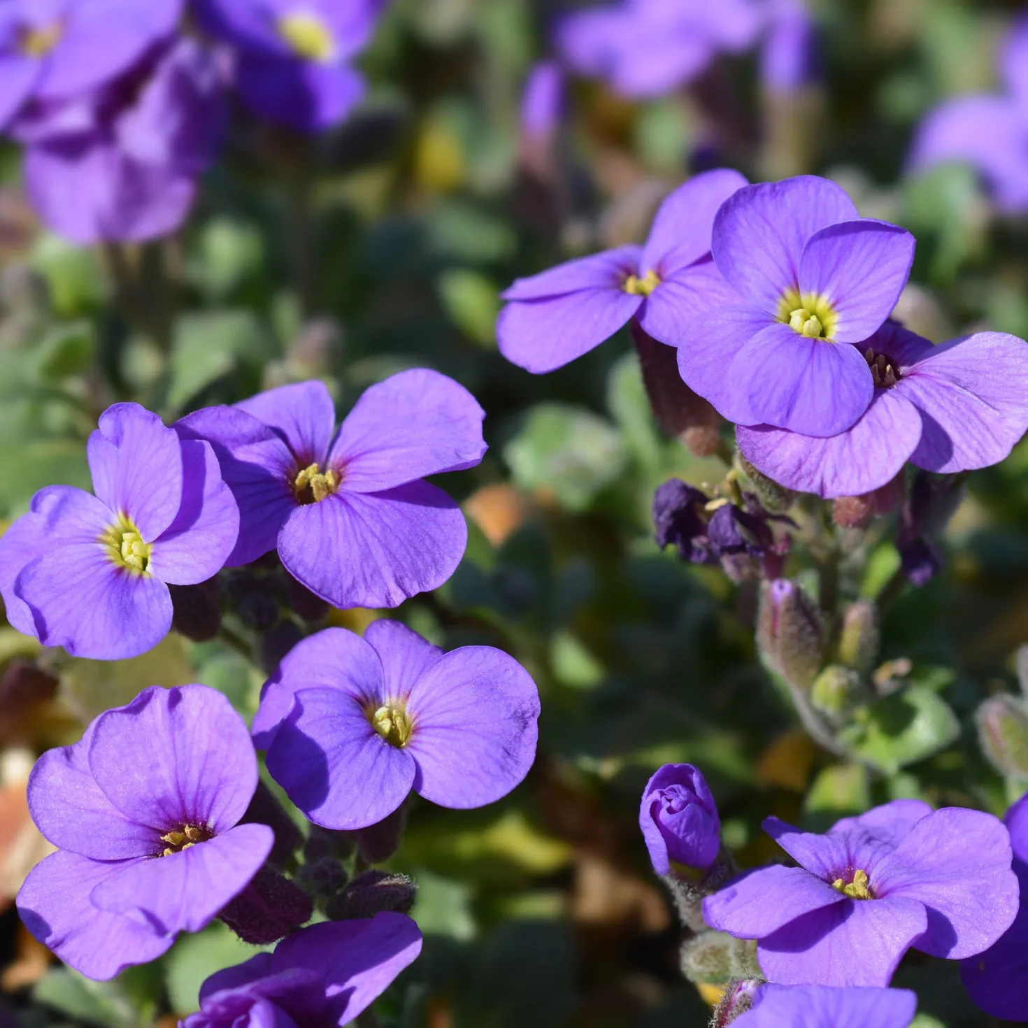 Blaukissen ‘Cascade Purple’ - Ein lila Blütenteppich