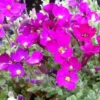 Blaukissen ‘Cascade Red’ - Roter Blütenteppich im Nu