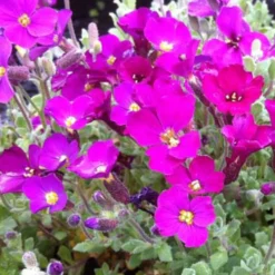 Blaukissen ‘Cascade Red’ - Roter Blütenteppich im Nu