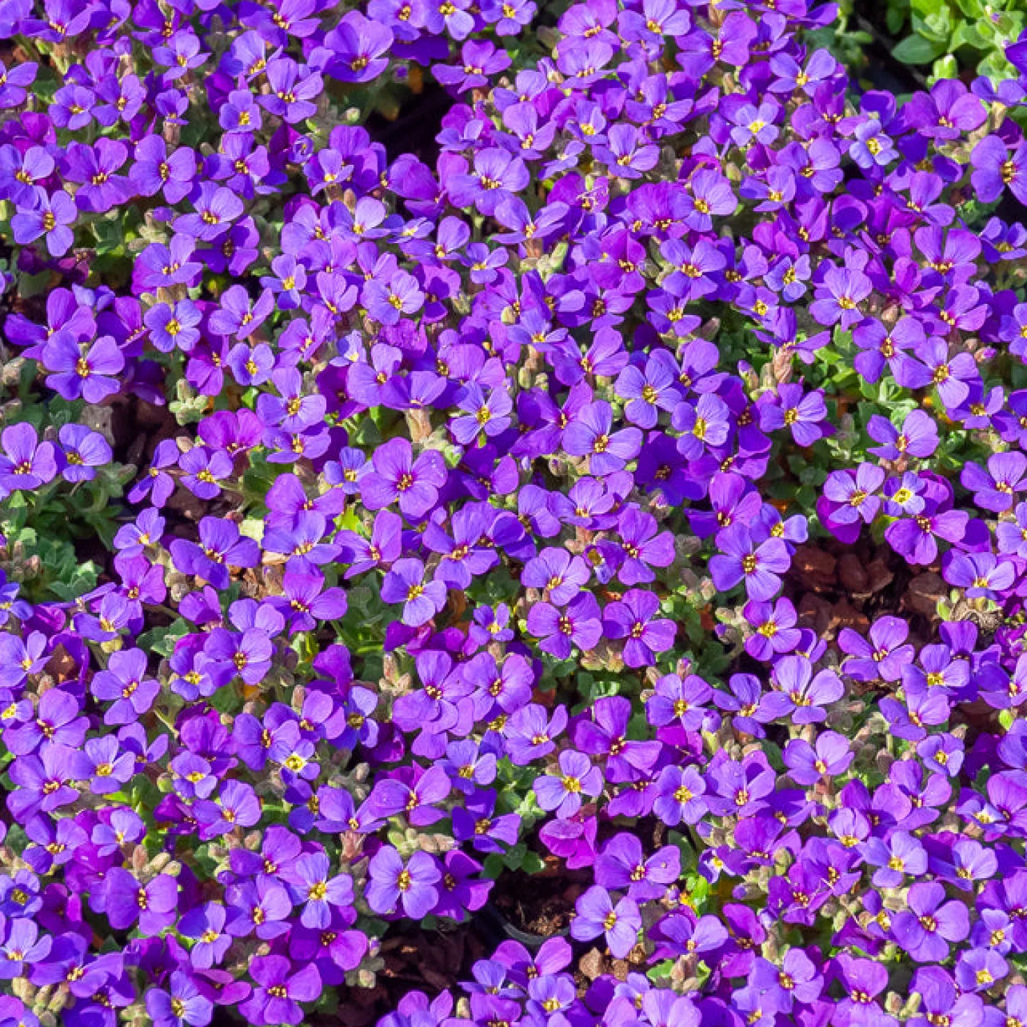 Blaukissen 'Hamburger Stadtpark' - Violetter Blütenteppich im Nu
