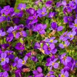 Blaukissen 'Hamburger Stadtpark' - Violetter Blütenteppich im Nu