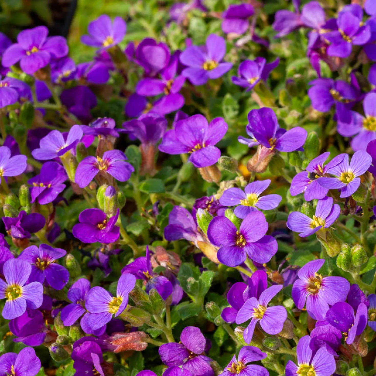 Blaukissen 'Hamburger Stadtpark' - Violetter Blütenteppich im Nu