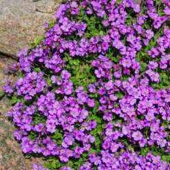 Blaukissen 'Hamburger Stadtpark' - Violetter Blütenteppich im Nu