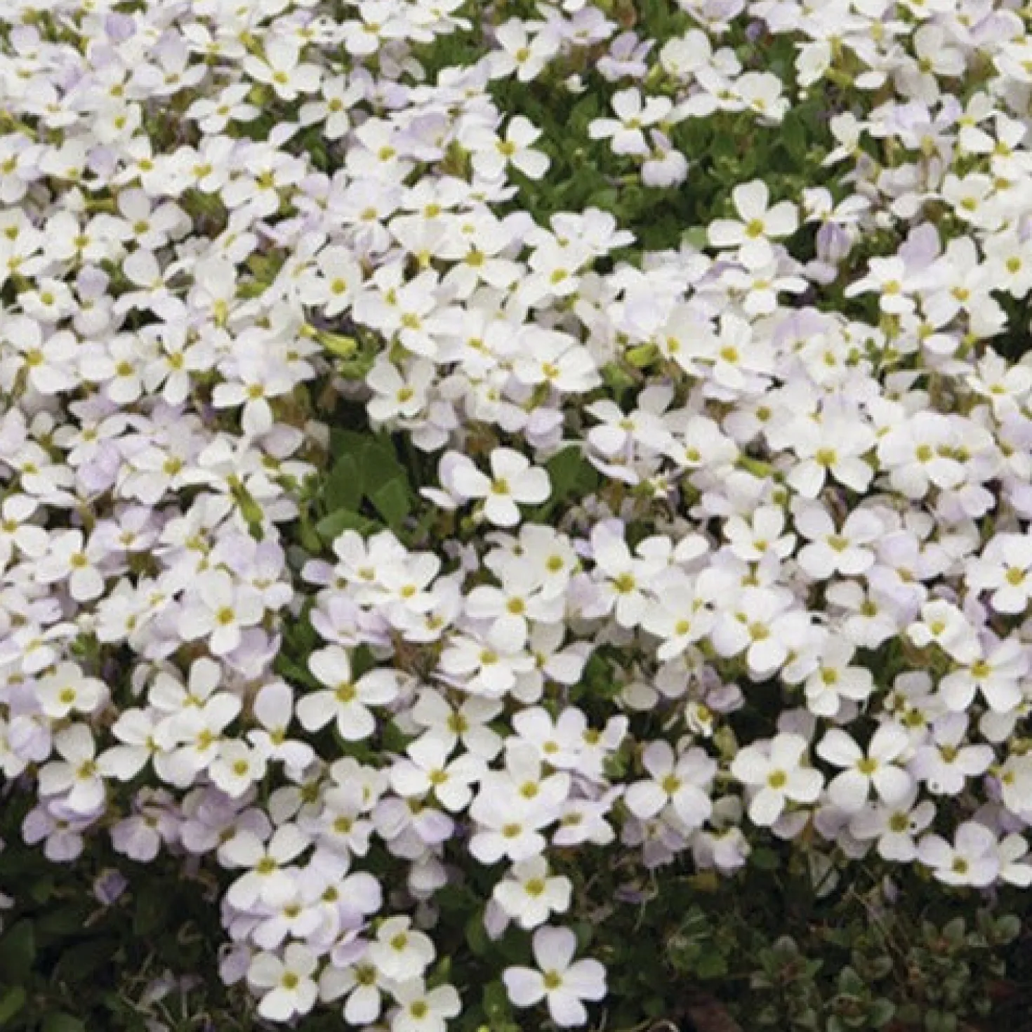 Blaukissen 'Regado White' - Weißer Blütenteppich