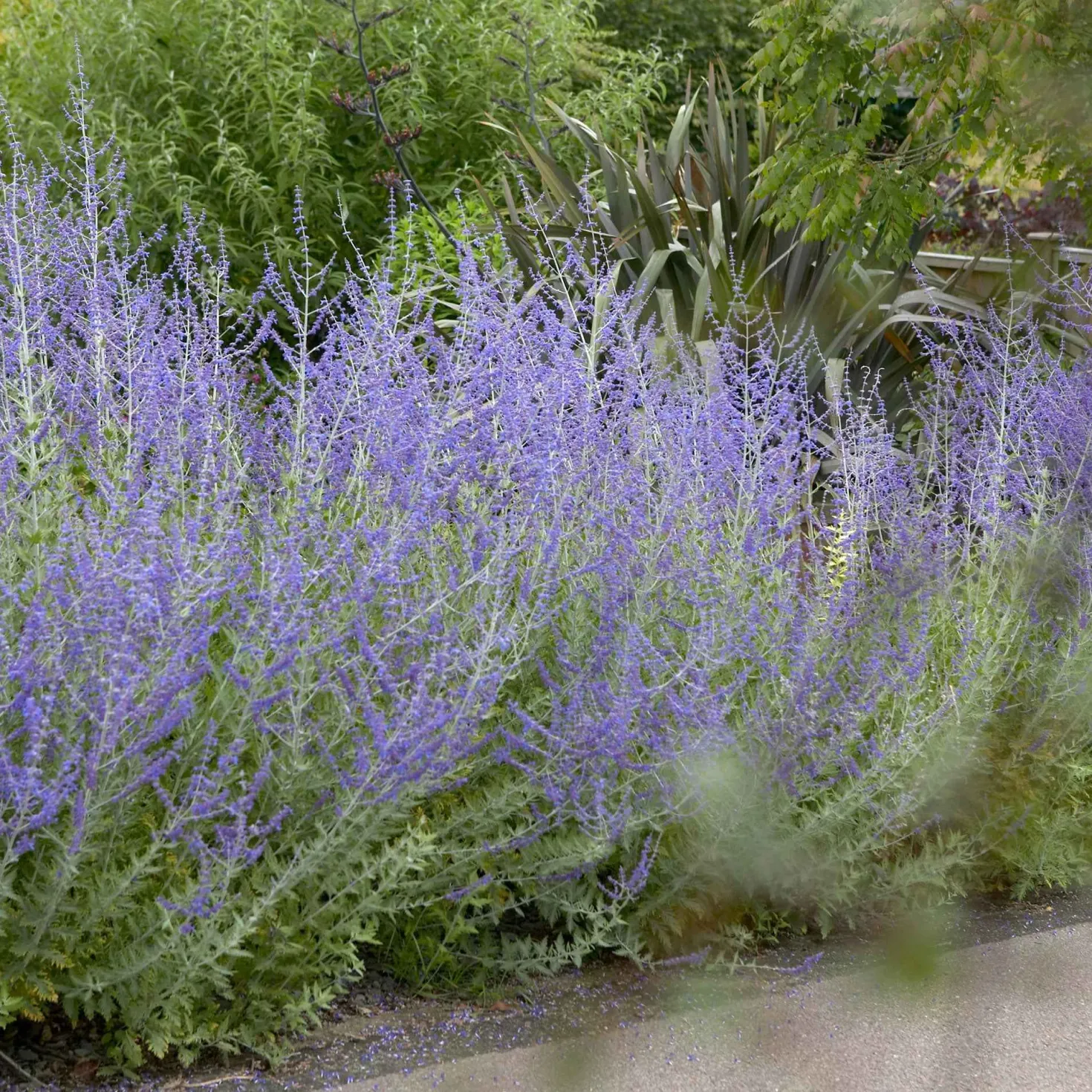 Blauraute 'Blue Spire' - Blaue Wolke den ganzen Sommer