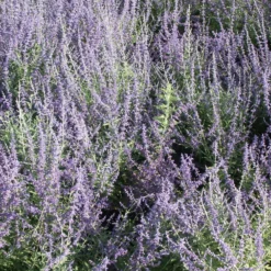 Blauraute 'Blue Spire' - Blaue Wolke den ganzen Sommer