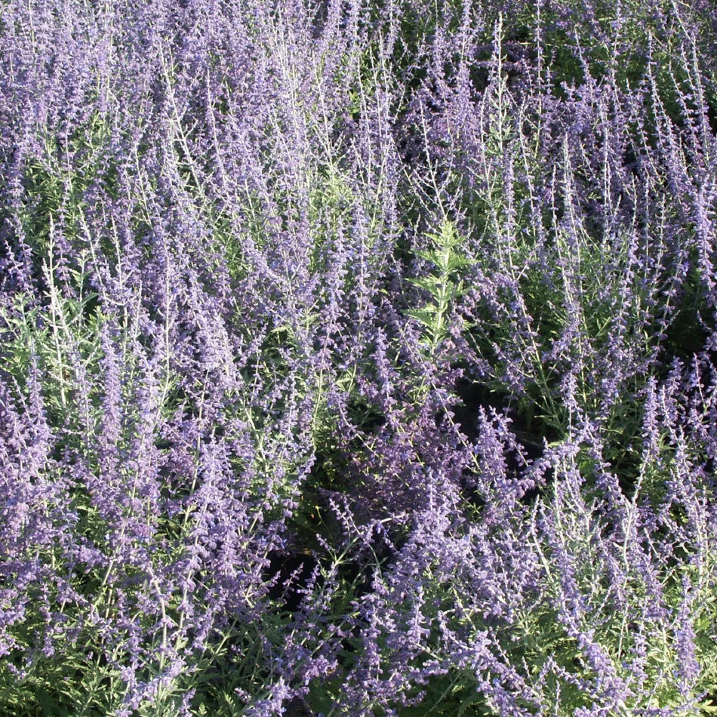 Blauraute 'Blue Spire' - Blaue Wolke den ganzen Sommer