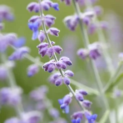 Blauraute 'Blue Spire' - Blaue Wolke den ganzen Sommer