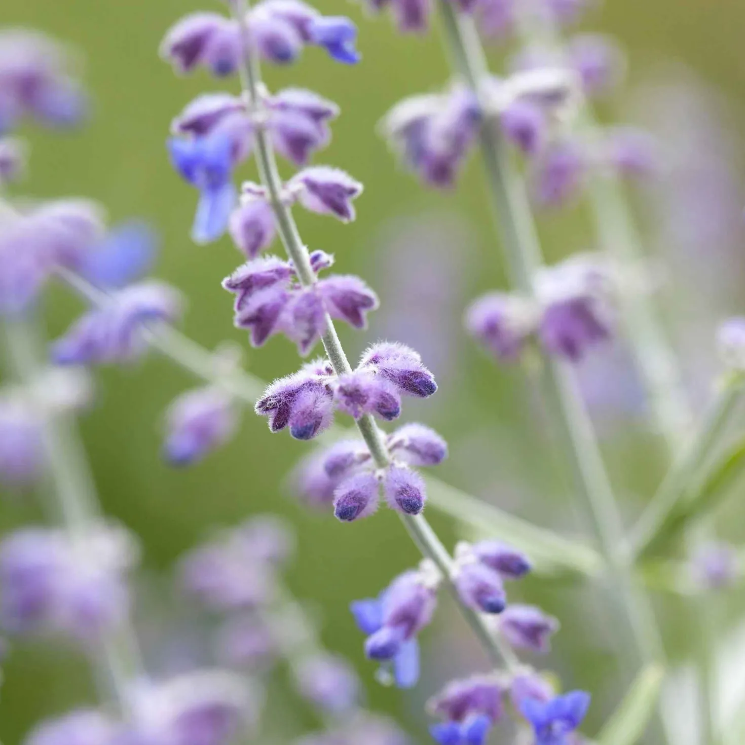Blauraute 'Blue Spire' - Blaue Wolke den ganzen Sommer