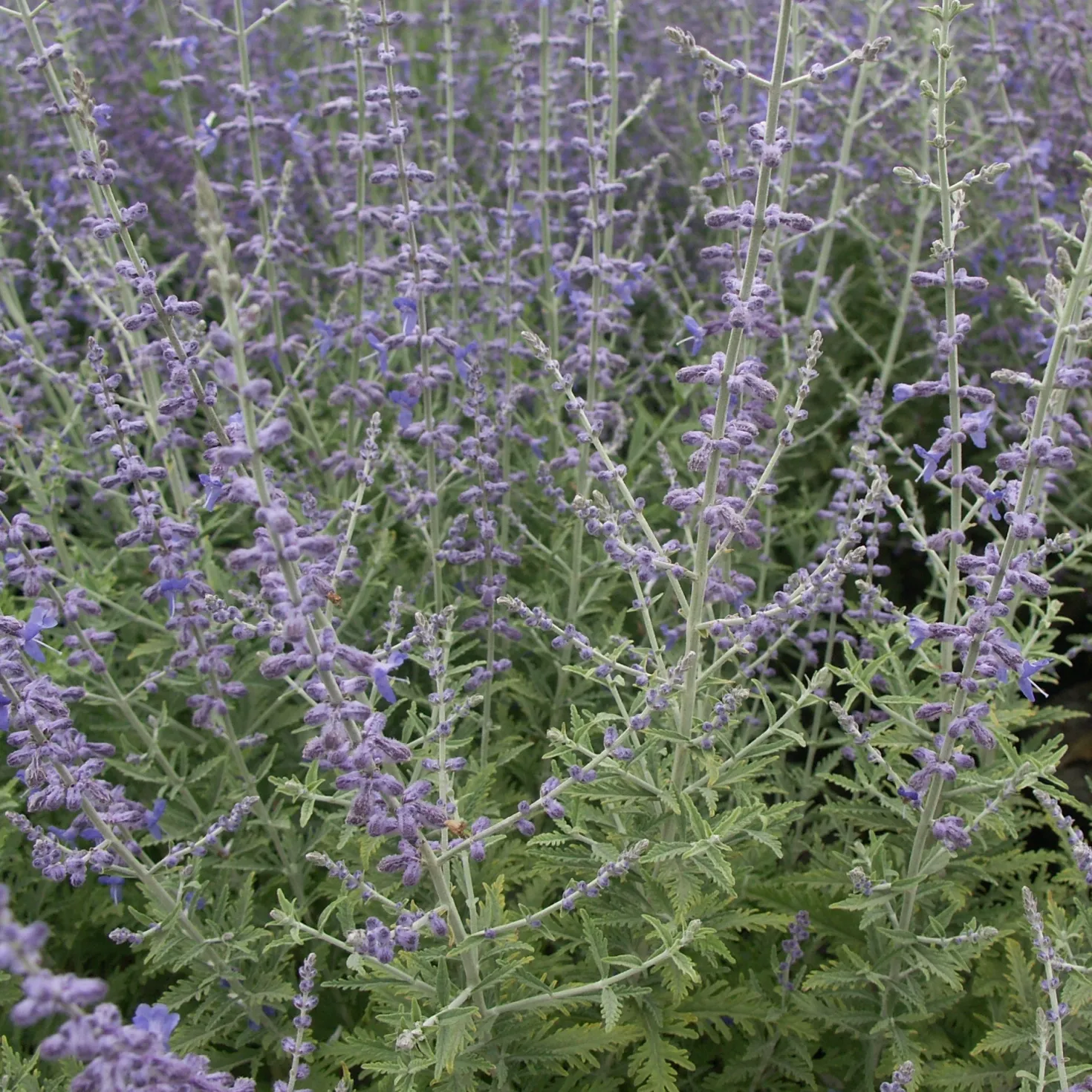 Blauraute 'Blue Spire' - Blaue Wolke den ganzen Sommer