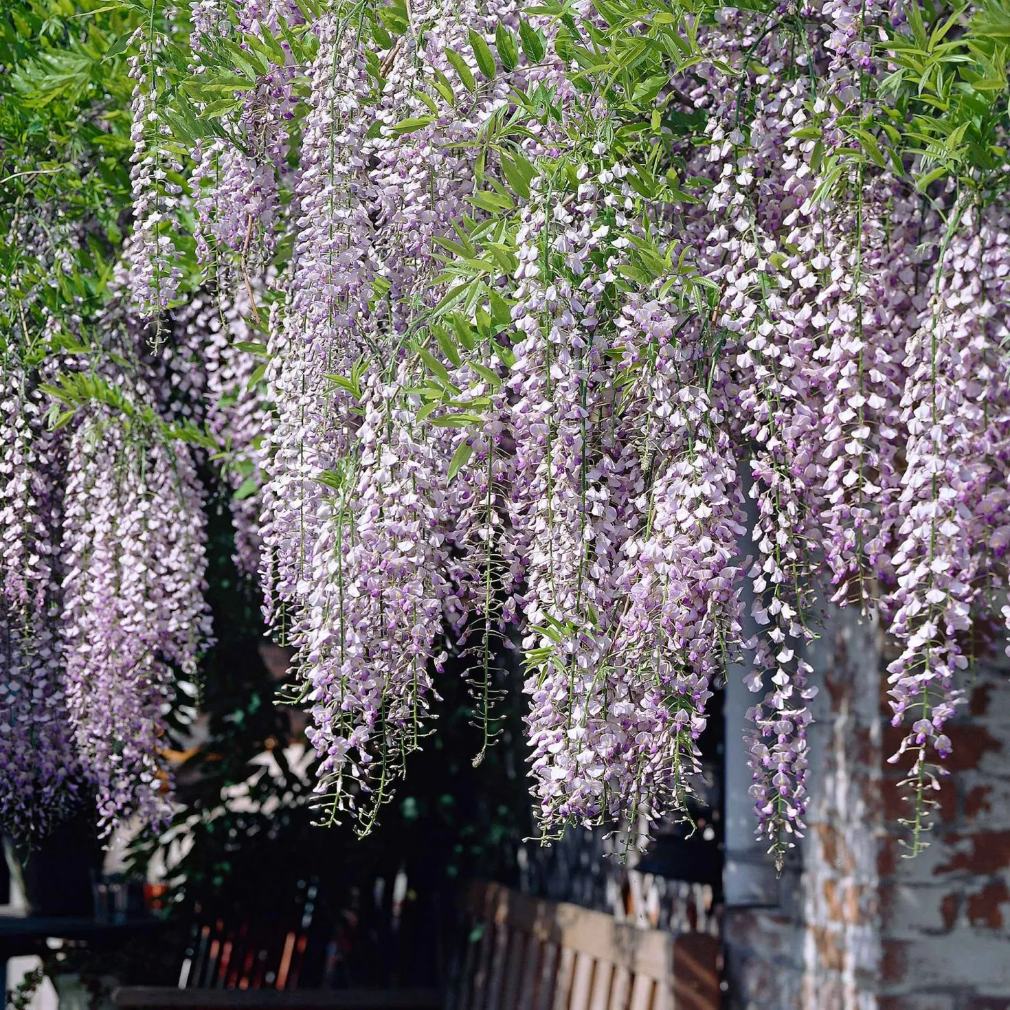 Blauregen 'Naga Noda' - Blütenkaskade in Violett