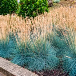 Blau-Schwingel 'Elijah Blue' - Blaues Gras, sofort schön