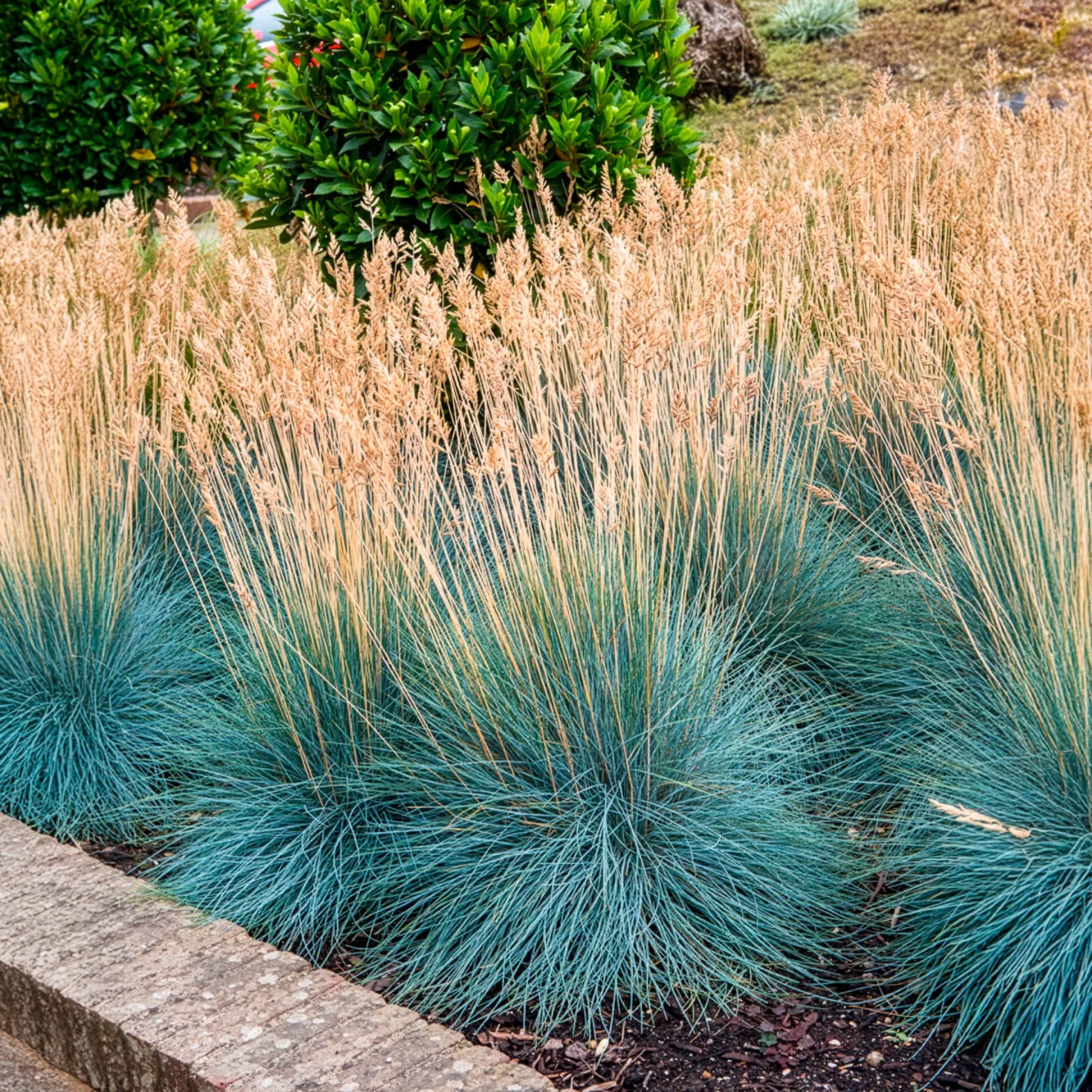 Blau-Schwingel 'Elijah Blue' - Blaues Gras, sofort schön