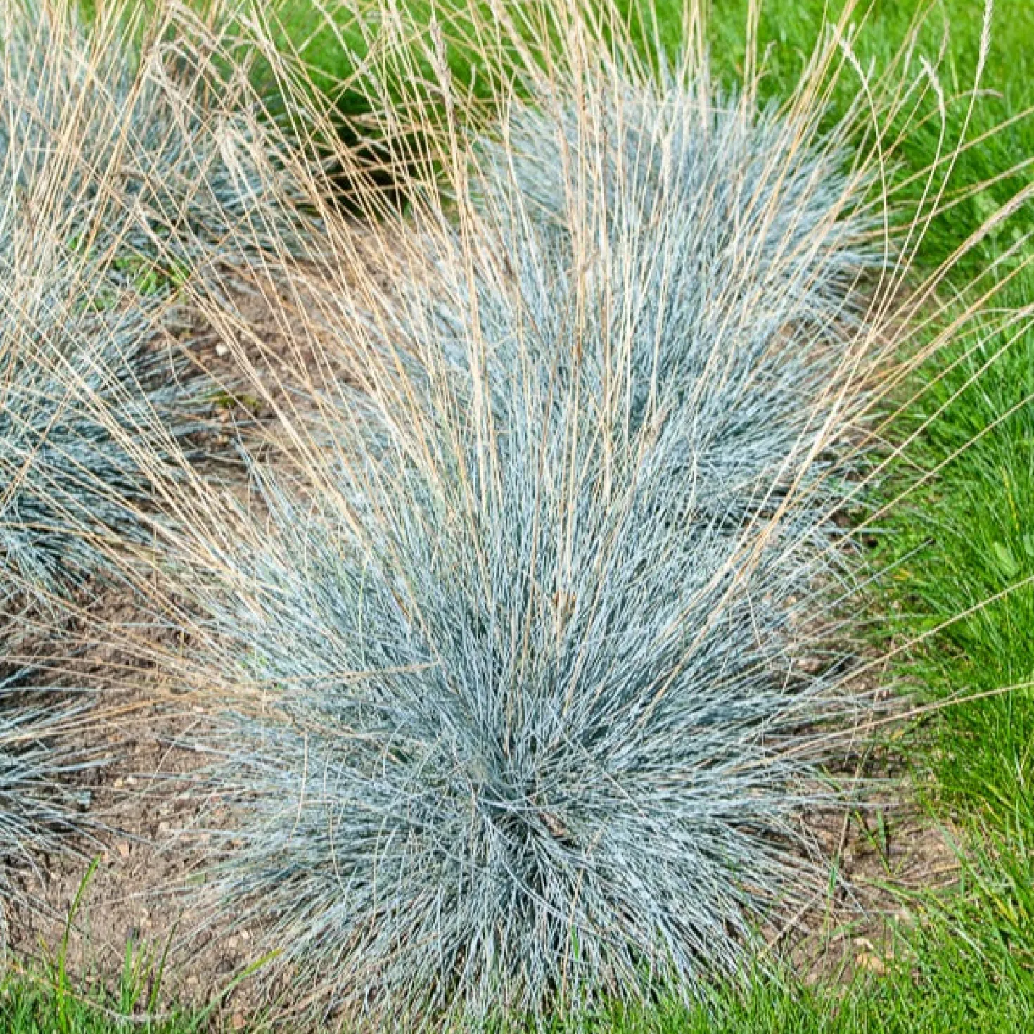 Blau-Schwingel 'Elijah Blue' - Blaues Gras, sofort schön