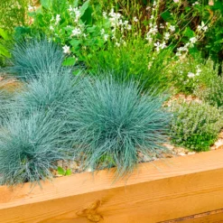 Blau-Schwingel 'Elijah Blue' - Blaues Gras, sofort schön