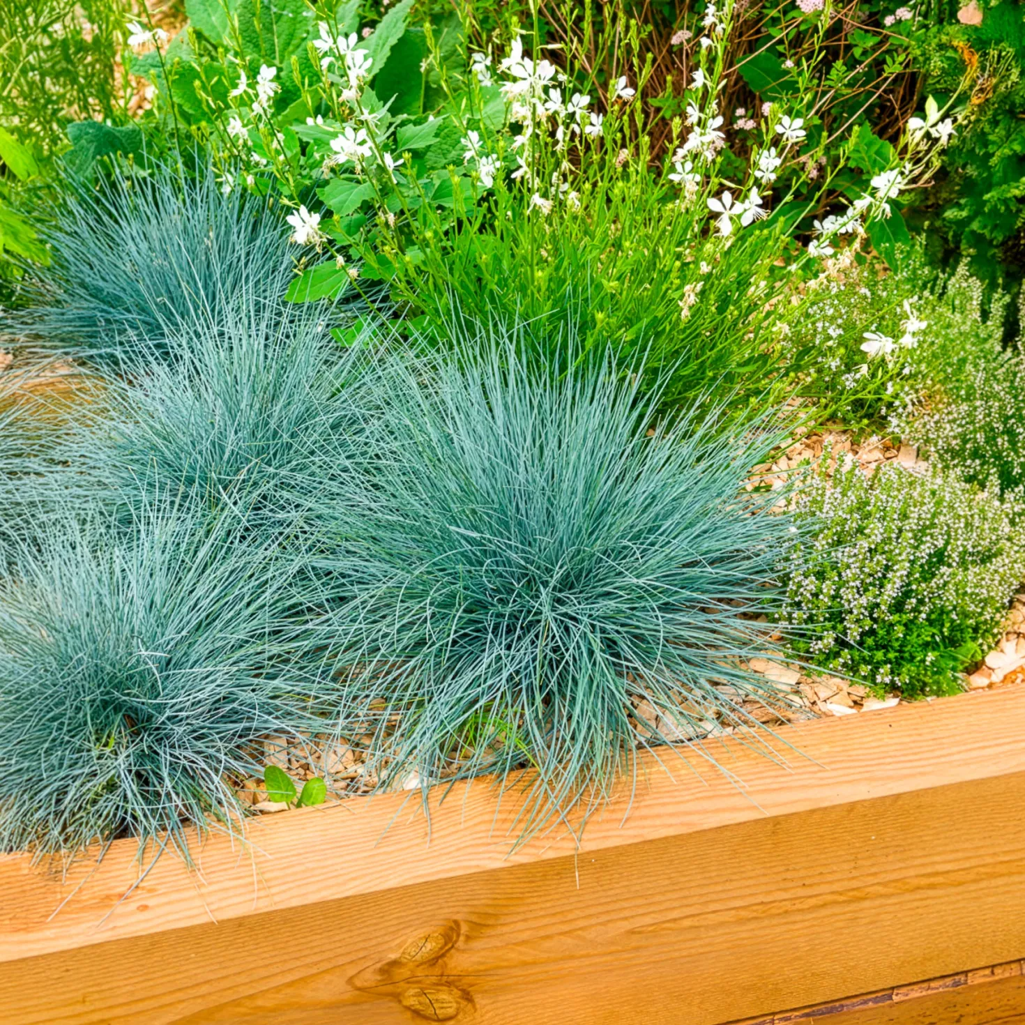 Blau-Schwingel 'Elijah Blue' - Blaues Gras, sofort schön
