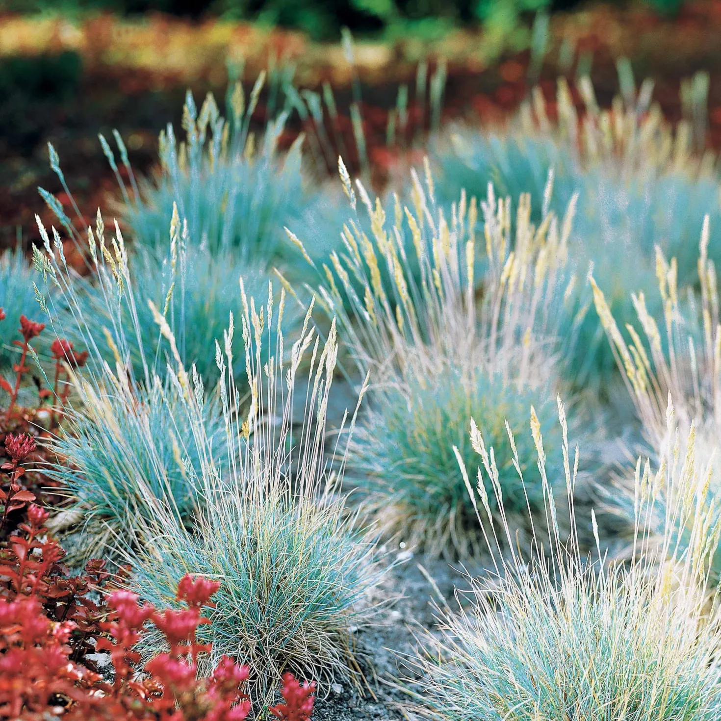 Blau-Schwingel 'Elijah Blue' - Blaues Gras, sofort schön